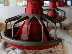 岡山県新見市×養鶏/法人【42207】-top