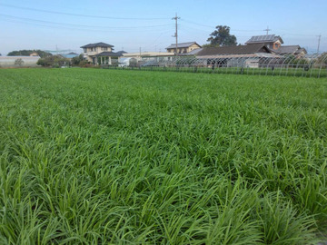 チャイナベジタブル 石原-1