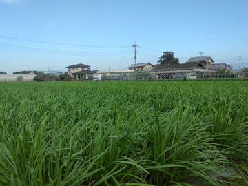 チャイナベジタブル 石原-5