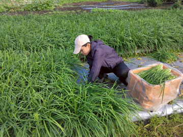 チャイナベジタブル 石原-3