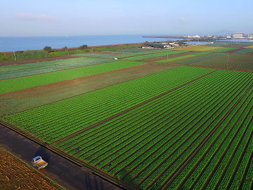 香川県観音寺市×露地野菜/法人【42694】-top
