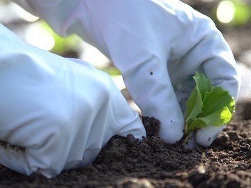 香川県観音寺市×露地野菜/法人【42694】-1