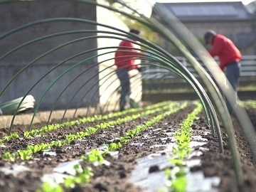 香川県観音寺市×露地野菜/法人【42694】-2