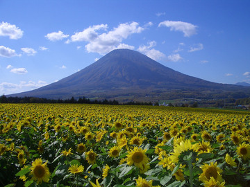 ようてい酪農ヘルパー利用組合-8