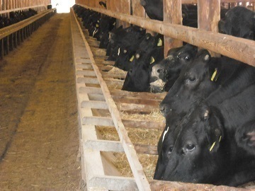 宮崎県小林市×肉牛/法人【35498】-top