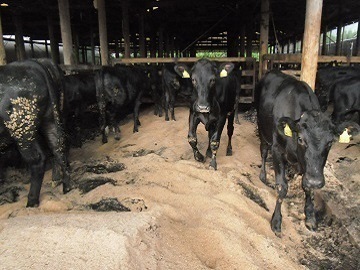 宮崎県小林市×肉牛/法人【35498】-2