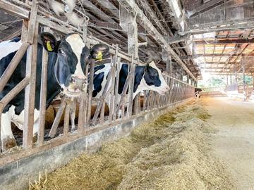 西條牧場(徳島県)-6