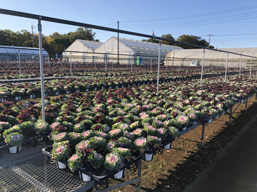 株式会社ヤマシタフラワーズ-3