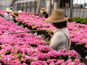 株式会社登坂園芸-4