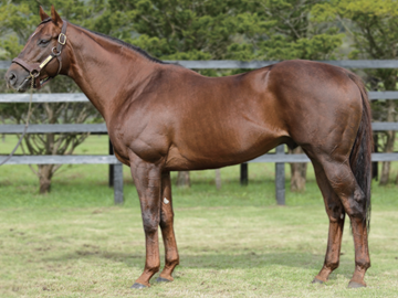 北海道新冠町×競走馬/法人【42706】-1