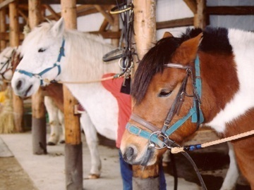 有限会社十和田乗馬倶楽部-6