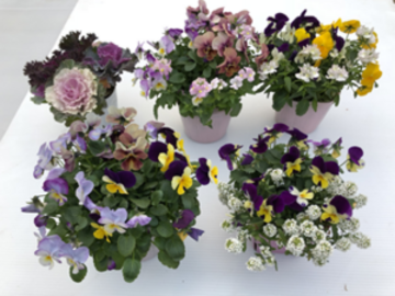 株式会社ヤマシタフラワーズ-5