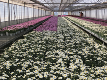 株式会社ヤマシタフラワーズ-6