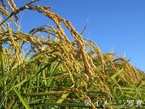 千葉県大網白里市×稲作・野菜/個人【36337】-top