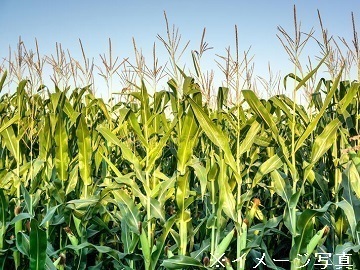 千葉県大網白里市×稲作・野菜/個人【36337】-2