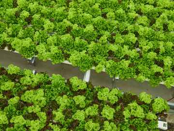 サラダボウルグループ-1