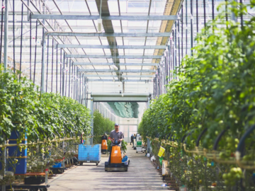 サラダボウルグループ-4