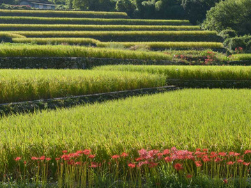 宮崎県西米良村 令和7年度地域おこし協力隊募集-5
