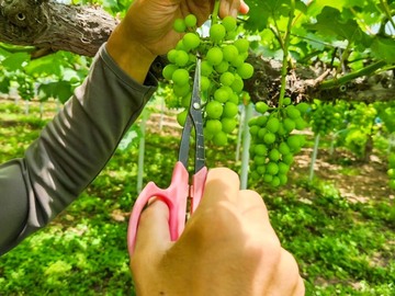 東真産業株式会社　花笑み農園-3