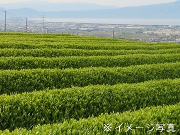 鹿児島県志布志市×お茶/法人【42736】-1