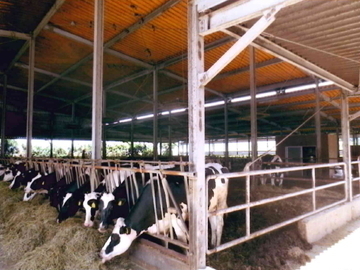 熊本県阿蘇市×酪農/法人【5619】-1