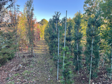 株式会社井上植木(横浜)-4