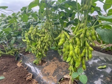 三枝(みえだ)農園-5