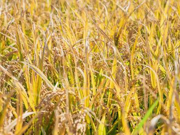 Grandfarm株式会社-6