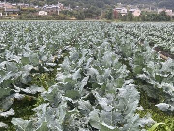 石谷ありがとう農園-2