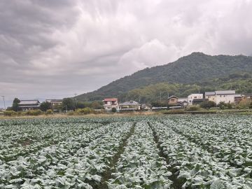 石谷ありがとう農園-4
