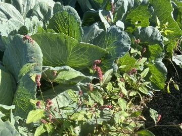 石谷ありがとう農園-3