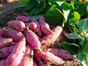 株式会社ファーマインド農園【千葉県富津市:果樹・露地栽培】-top