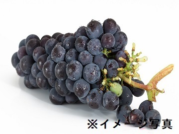 株式会社ファーマインド農園【千葉県富津市:果樹・露地栽培】-1