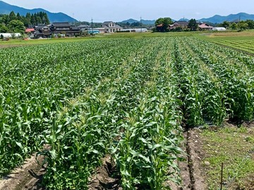 ひるぜん農園-5