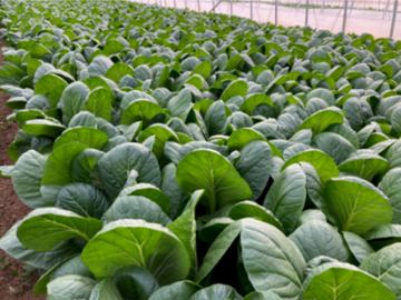 株式会社ウララファーム-3