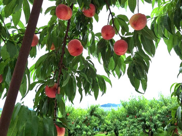 有限会社山梨フルーツライン-4