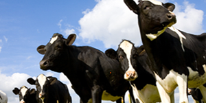 株式会社高尾牧場