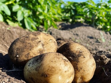 ランドマークファーム-4