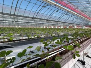 株式会社Lien du coeur Fermier(いちご農園フェルミエ)-3