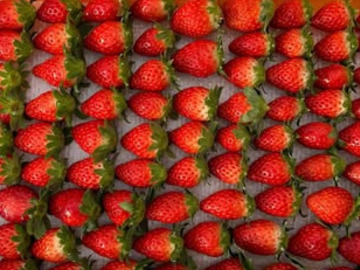 株式会社Lien du coeur Fermier(いちご農園フェルミエ)-6