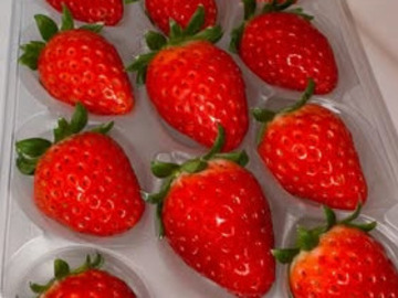 株式会社Lien du coeur Fermier(いちご農園フェルミエ)-7