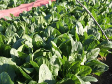 愛情野菜専業農家ヤマヨシ-2