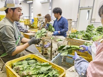 愛情野菜専業農家ヤマヨシ-5