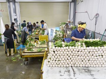 愛情野菜専業農家ヤマヨシ-6