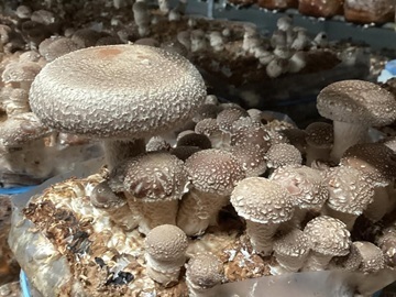 有限会社M&Aふぁーむ・わたなべ-1