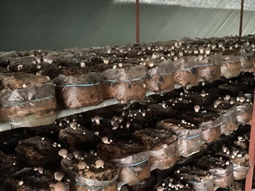 有限会社M&Aふぁーむ・わたなべ-3