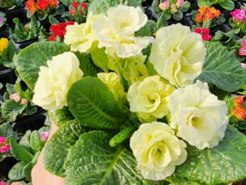 玉城園芸株式会社-1