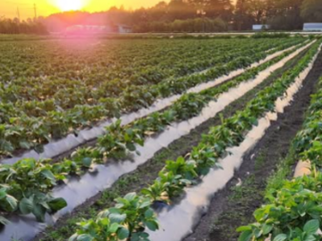 玉城園芸株式会社-4