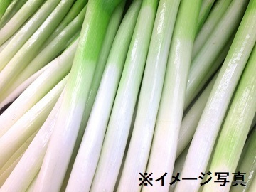 長野県塩尻市×露地野菜/法人【42780】-1