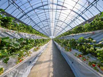 佐賀県伊万里市 園芸団地運営協議会 農業研修生募集-3